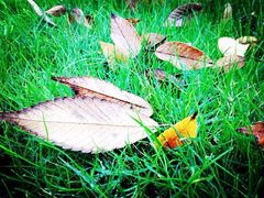 -上海怡沁园度假酒店