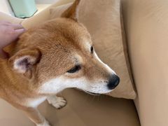 -怪兽屋·羊驼·猫咖·狗咖(俊华广场店)