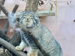 -青藏高原野生动物园