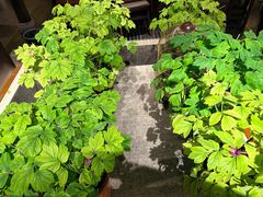 -杏花村水席楼·洛阳水席(老城十字街店)