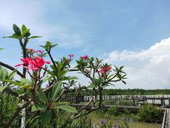 -芒洲湿地公园