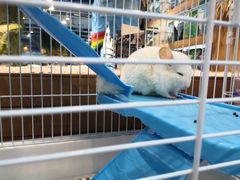 -龟与熊猫宠物公园(南坪店)