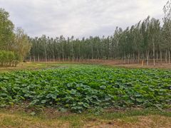 -东郊湿地公园
