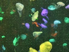 -珠海长隆海洋王国