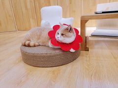 -HONGA HONGA雄家(曹路店)