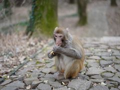 -苏州上方山国家森林公园