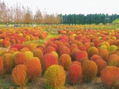 -嘉北郊野公园