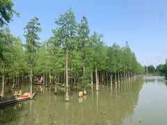 -泗洪洪泽湖湿地景区