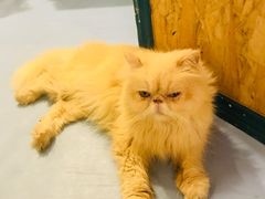 -猫色咖啡·猫咖