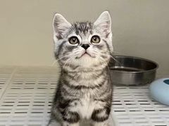 -lincat·猫舍(广州店)