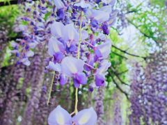-嘉定紫藤园