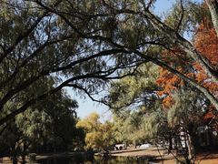 -上海共青森林公园