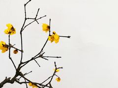 -杭州植物园