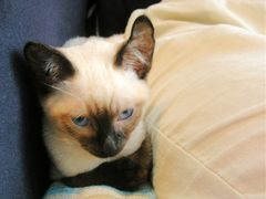 -Sirena海妖日咖夜酒