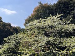 -南山植物园