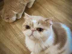 -滚猫咖啡·猫咖·猫友好撸猫(未来城店)