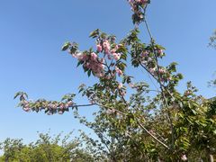 -高东镇樱花园