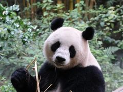 -广州长隆野生动物世界