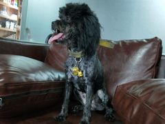 -佳百利宠物(荣乐中路115弄小区店)