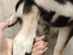 -柴迷FANS CLUB·柴犬狗咖·猫咖