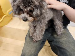 -有喵·猫咖·狗咖·30几只猫10只小狗(岗厦店)