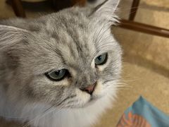 -猫友咖啡店(玉林西路店)
