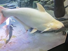 -上海海洋水族馆