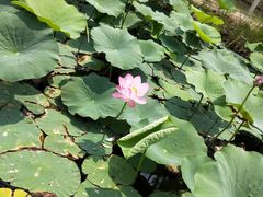 -西青郊野公园