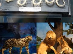 -国家自然博物馆