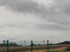 -长洲岛