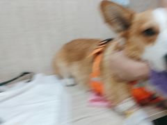 -北京观赏动物医院·24小时大型综合·猫专科·异宠专科