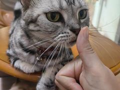 -李小姐の猫咖啡馆(五角场店)