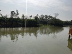 -大湾区中央湿地公园