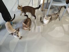 -豆逗聊愈猫阁Easy Life