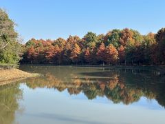 -上海海湾国家森林公园