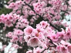 -无锡梅园公园