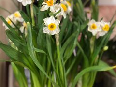-双季花艺园艺市场(浦东店)