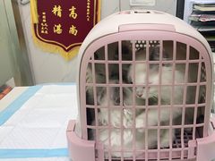 -四月宠物医院·猫专科·心脏专科·内科(转塘店)