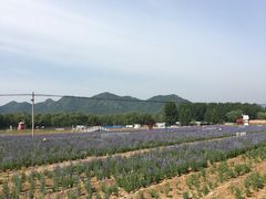 -北京东方普罗旺斯薰衣草庄园