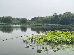 -溱湖国家湿地公园