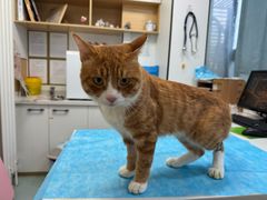 -瑞派·关忠动物医院·猫专科·犬专科(三环新城店)