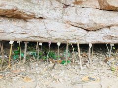 -武夷山风景名胜区-虎啸岩