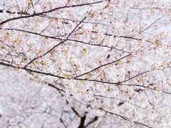 -西北湖绿化广场