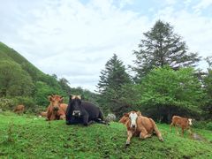 -硗碛藏寨·神木垒景区