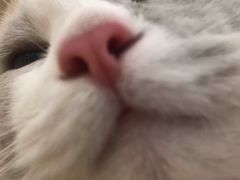 -猫冇咖·家门口的撸猫馆(大融城店)