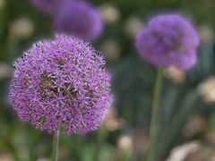 -郑州中国绿化博览园