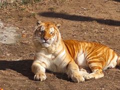 -西霞口神雕山野生动物世界