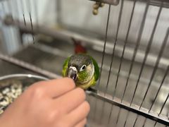 -星鸿社重庆老火锅(燃灯寺分店)