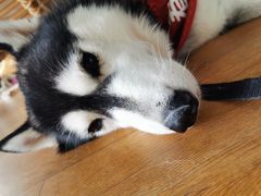 -Husky Go! 哈士奇体验馆·宠物咖啡厅狗咖