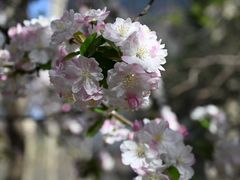 -海棠花溪(元大都城垣遗址公园)